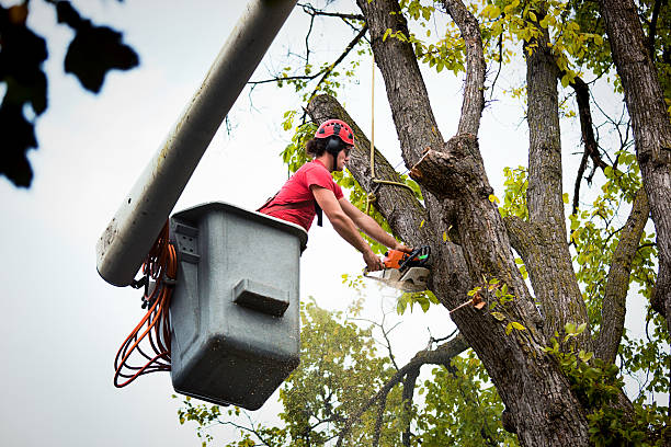 How Our Tree Care Process Works  in  Westvale, NY